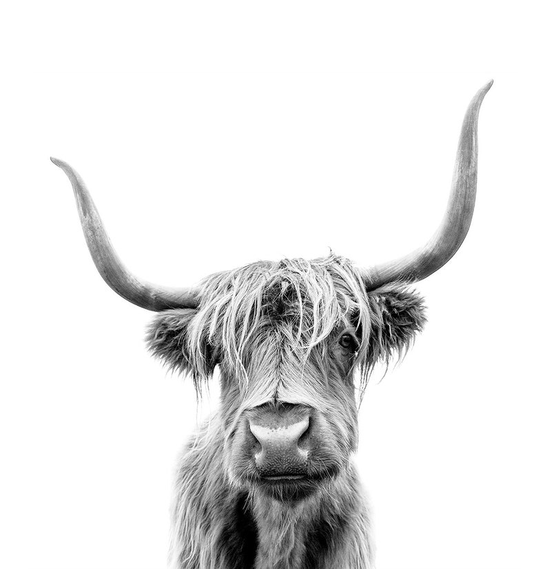 Cow Shower Curtain For Animal Lover, Cattle Curtain, Photographic Curtain, Black White Shower Curtain, Nature, Farm Barn Curtain - Image 3