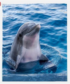 Personalized Animal Throw Dolphin Lovers Gift Sherpa Fleece Blanket Gifts for Family, for Couple
