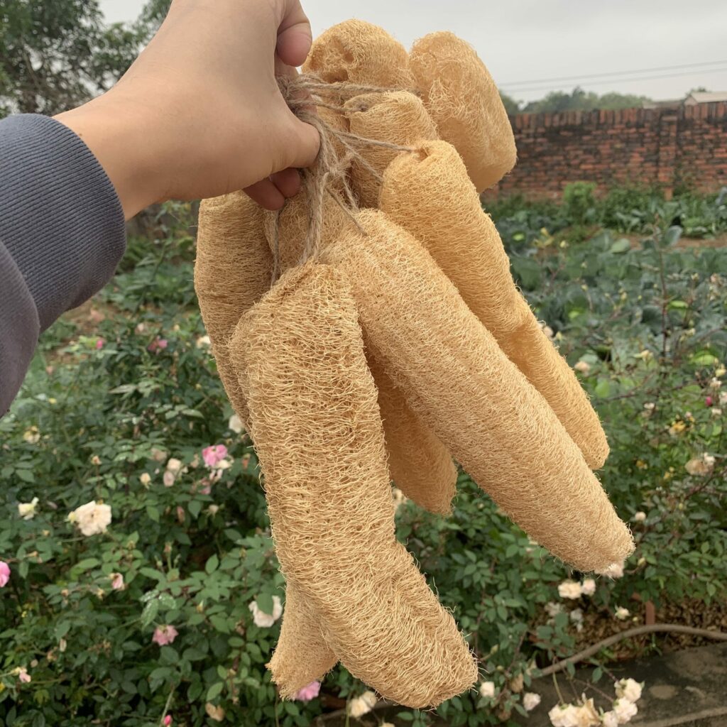 Whole Loofah, Natural Loofah Sponge, Zero Waste, Antibacterial