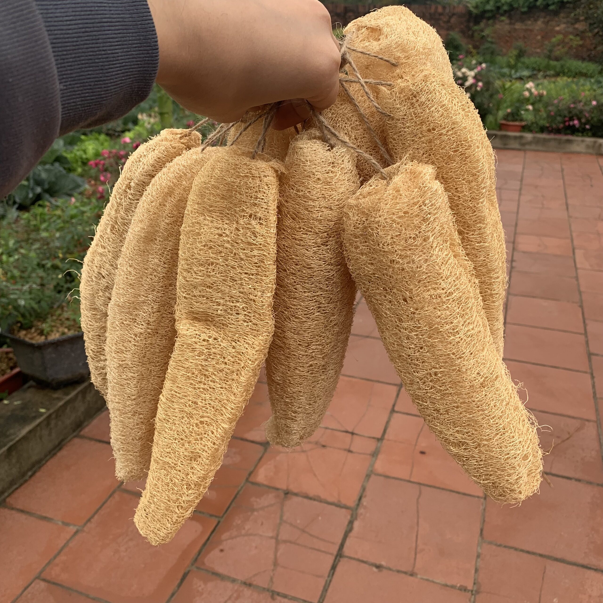 Whole Loofah, Natural Loofah Sponge, Zero Waste, Antibacterial