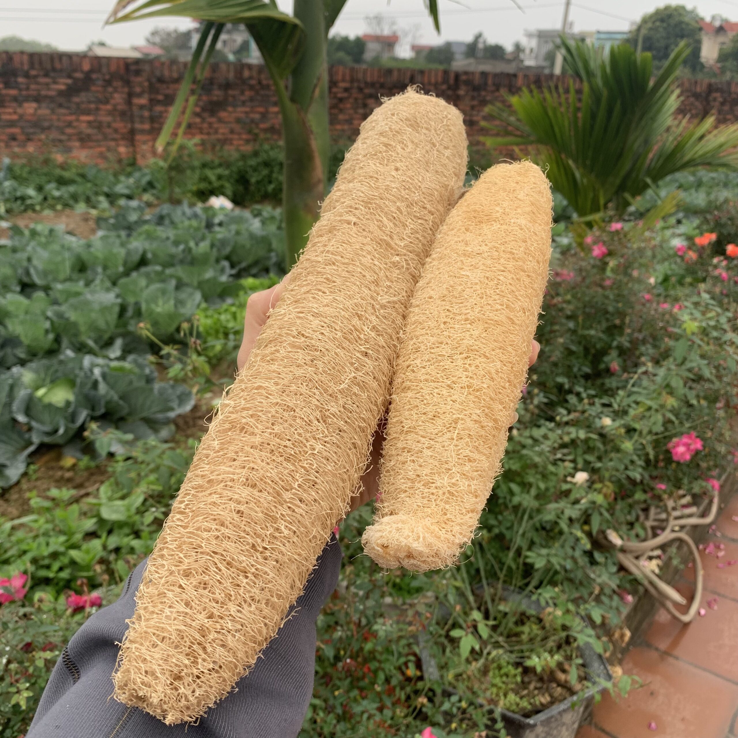 Whole Loofah, Natural Loofah Sponge, Zero Waste, Antibacterial