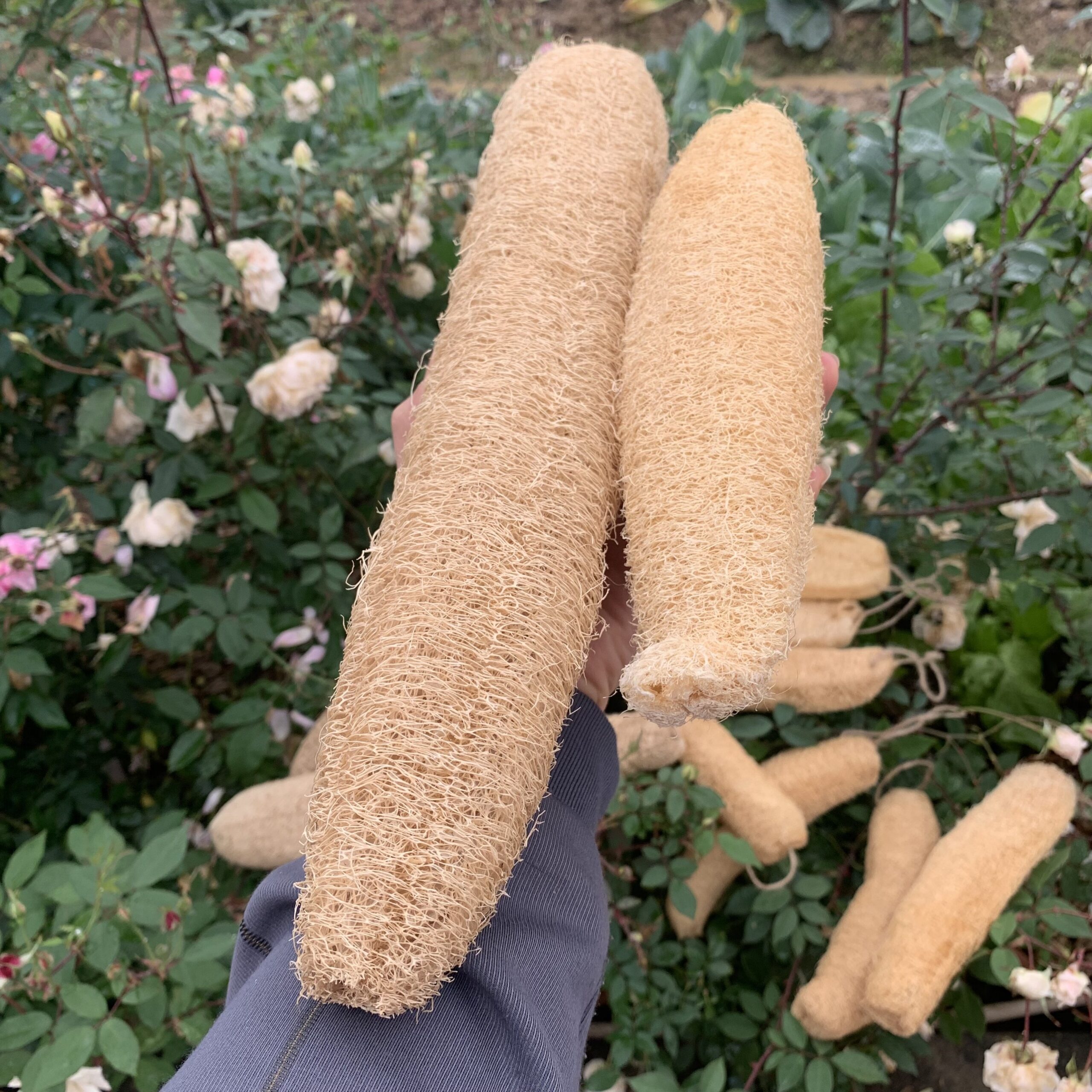 Whole Loofah, Natural Loofah Sponge, Zero Waste, Antibacterial