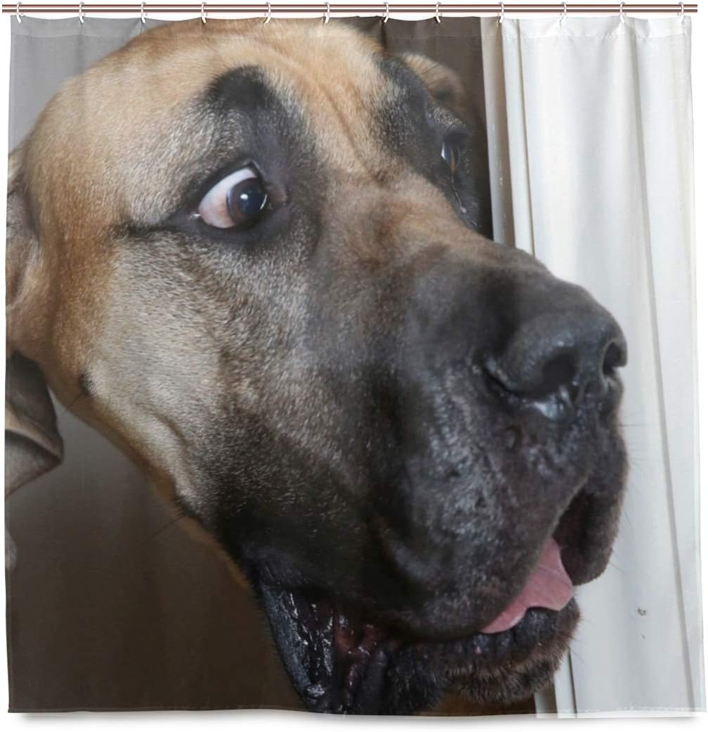 Labrador Dog Staring Animal Print Shower Curtain for Funny Bathroom Decor