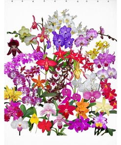 Orchids Shower Curtain Tropical Floral Bathroom Decor